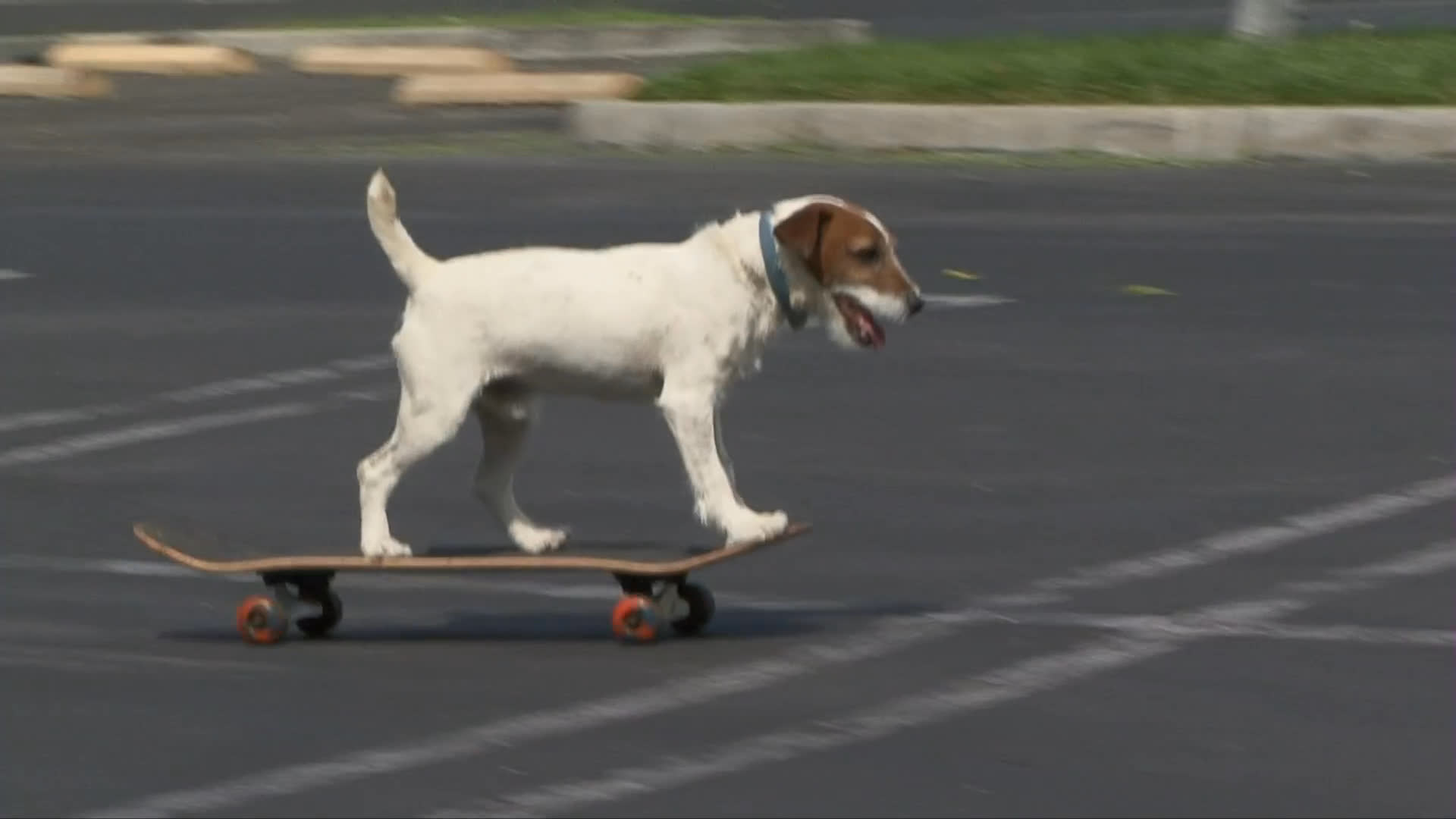 A skilled Jack Russell terrier performs skateboarding maneuvers in an outdoor parking lot under the guidance of animal trainer Omar Von Muller.
