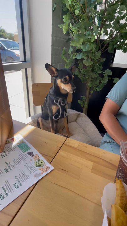 Hummus Republic - They let us bring Douglas only because he was a good boy lol - Mediterranean Near Me - Surprise, Arizona