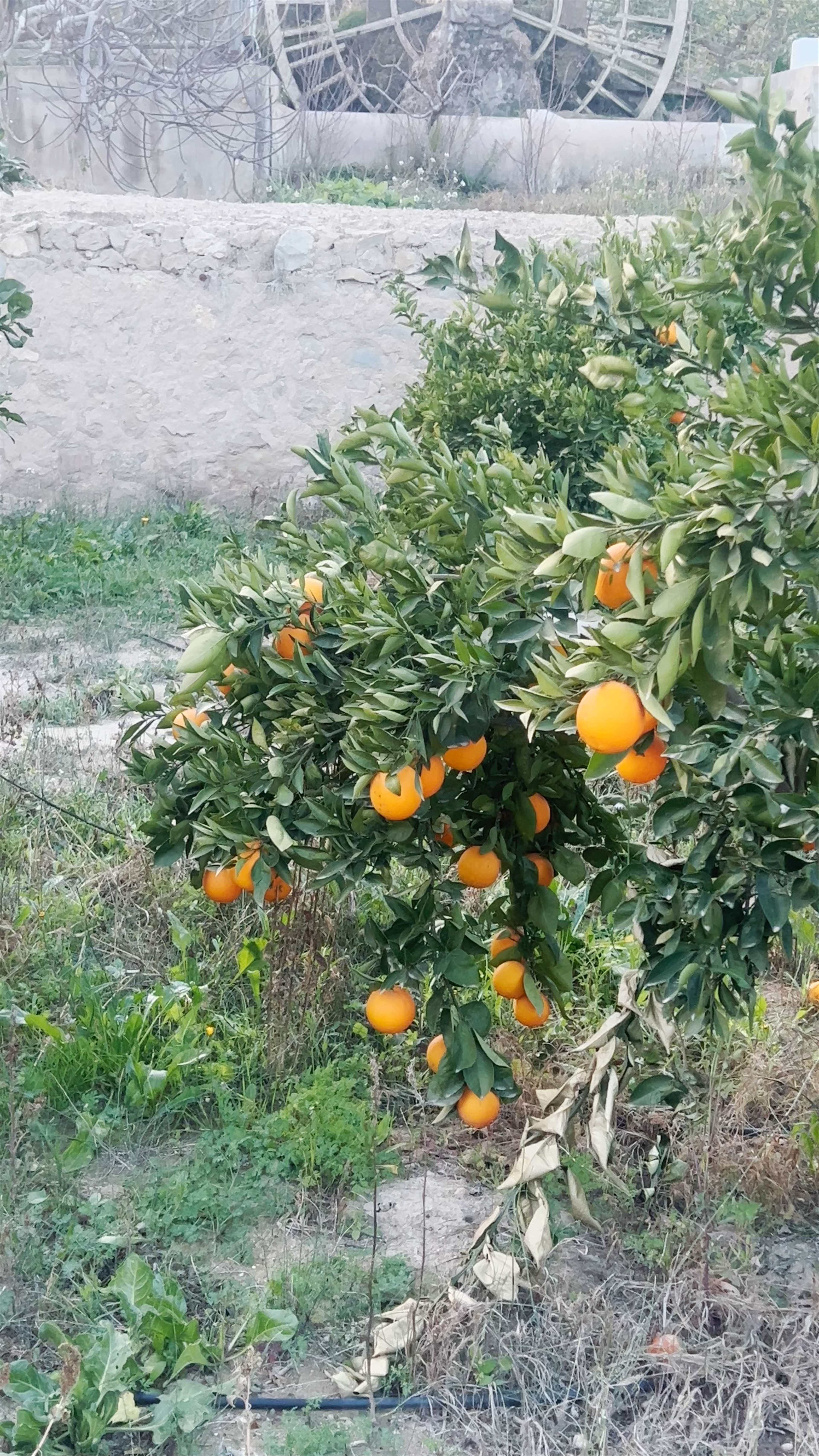 La Ñorica