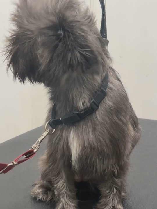 Bff Petwash - Daeny getting a blowout - Pet Groomers Near Me - Brooklyn, New York