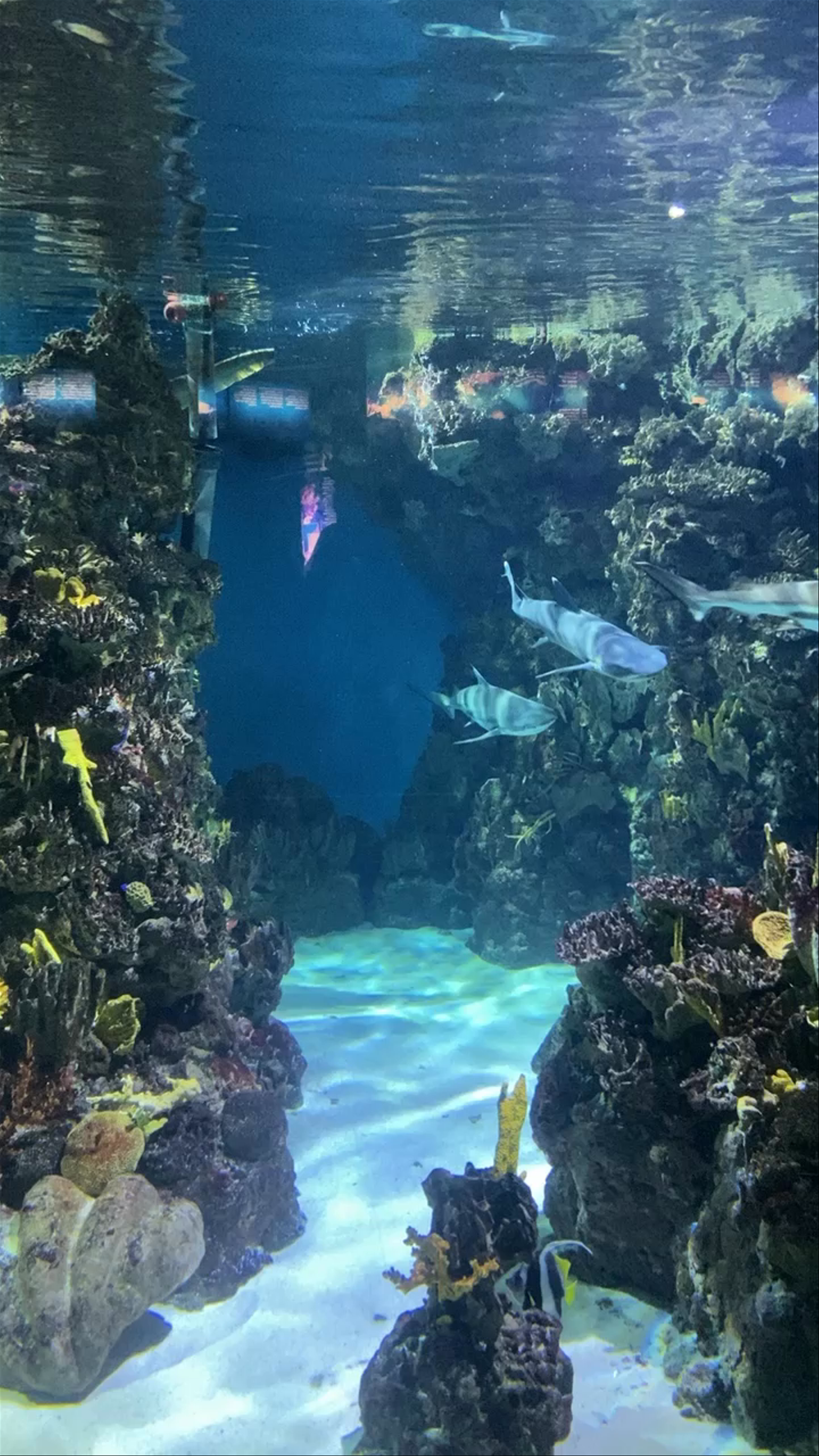 Aquàrium Barcelona