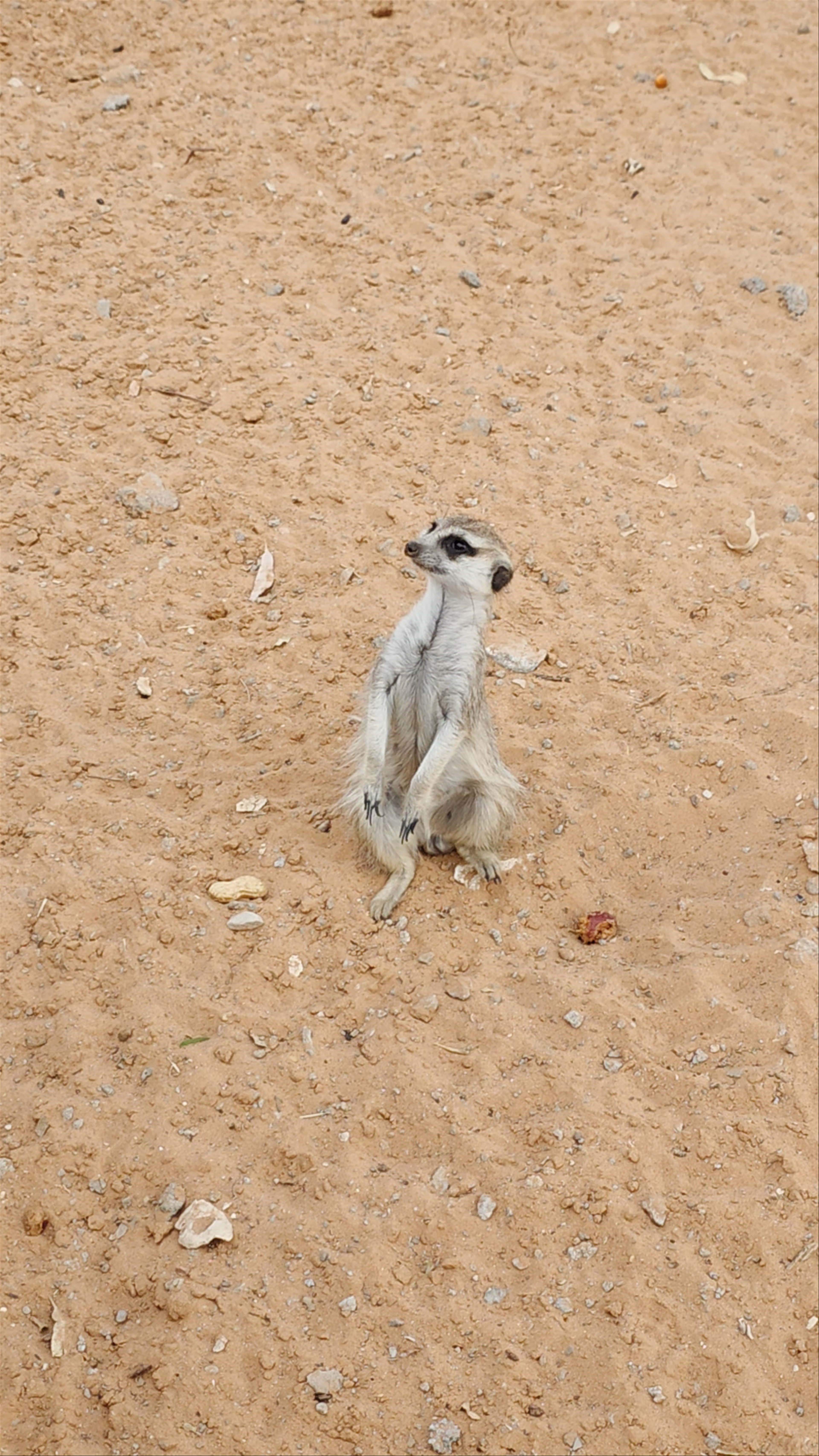 Al Maha Al Wadhihi