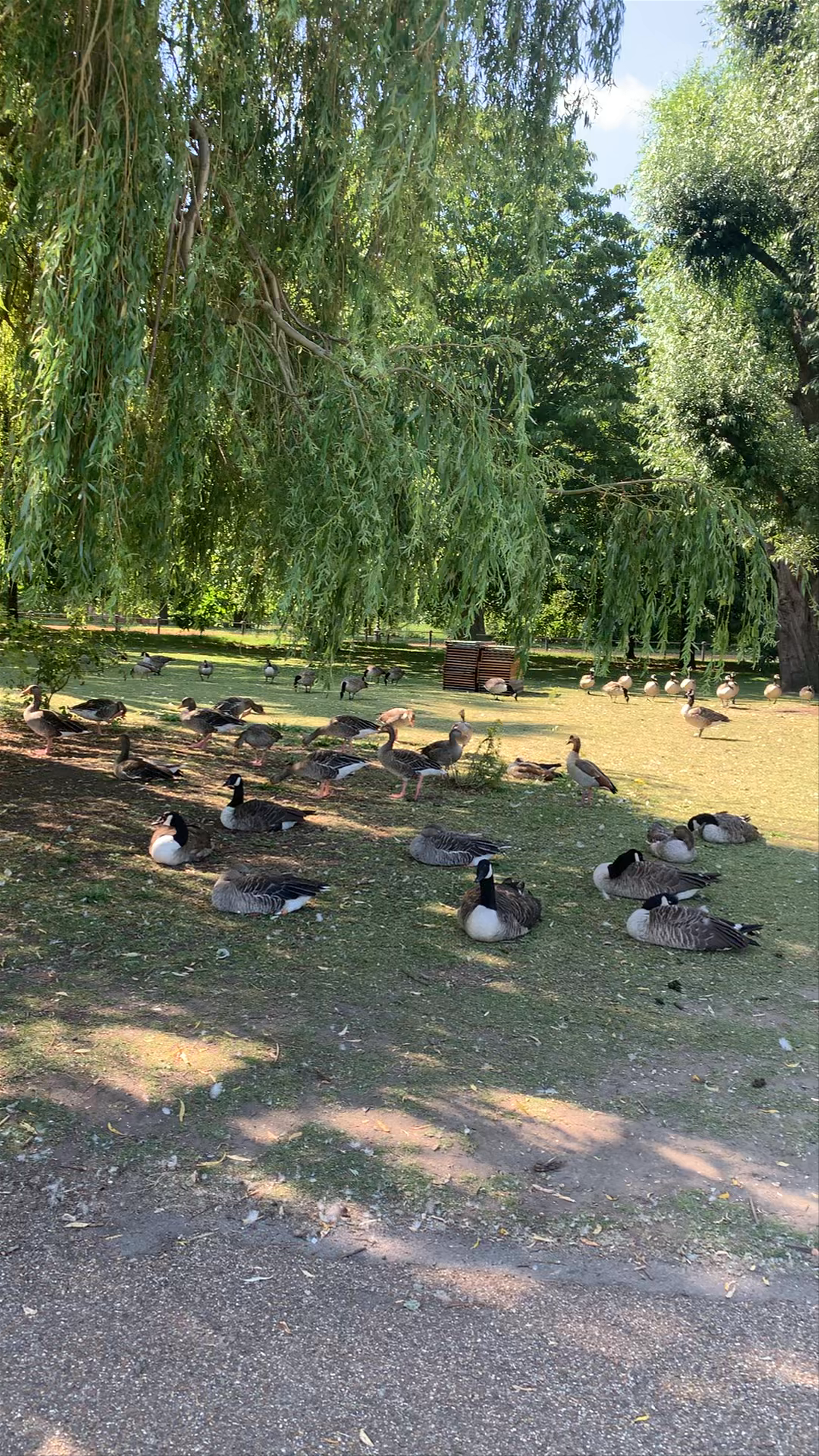 Serpentine