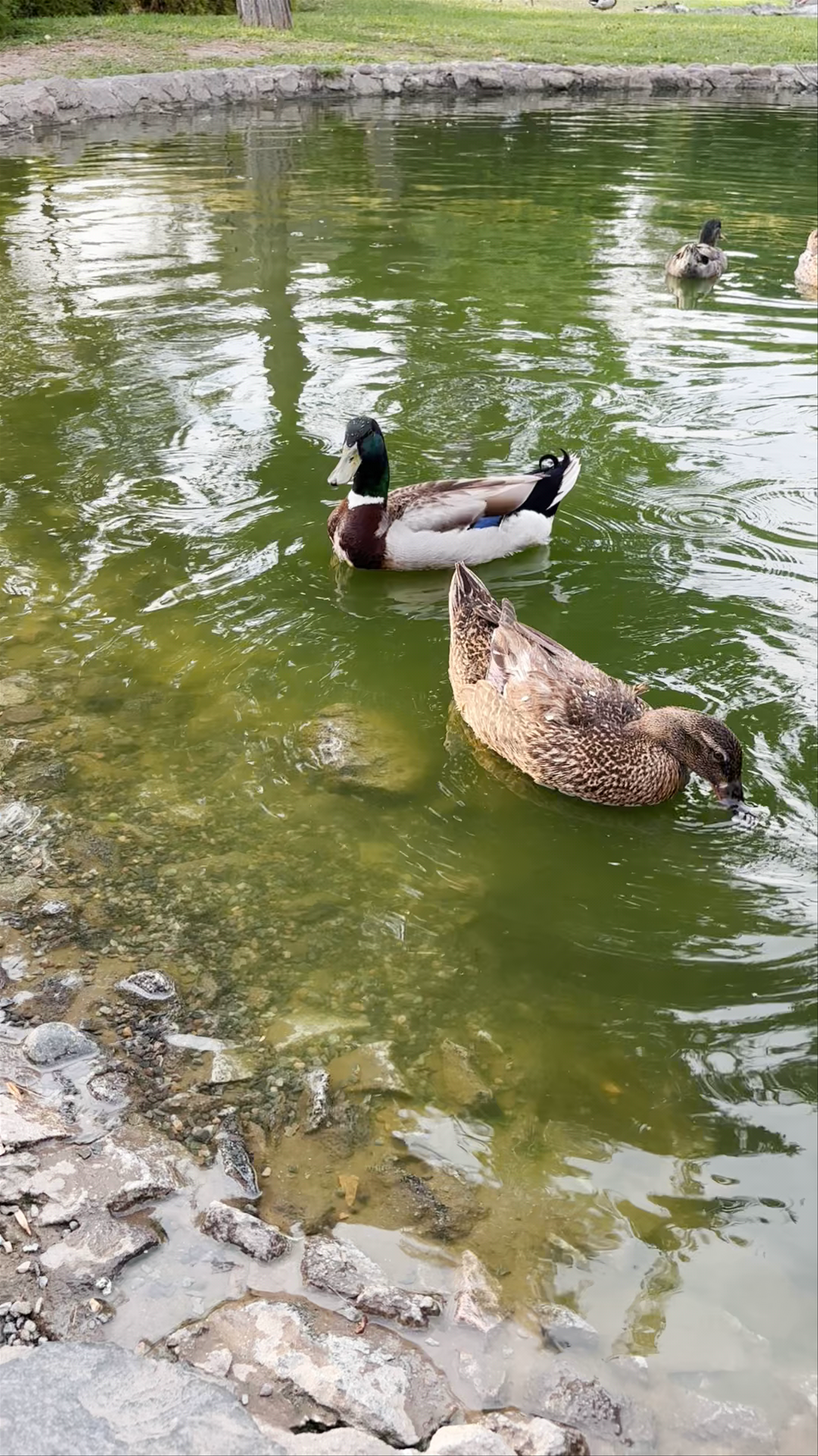 Peaceful Ducks Swimming in Parque de la Exposición, Lima