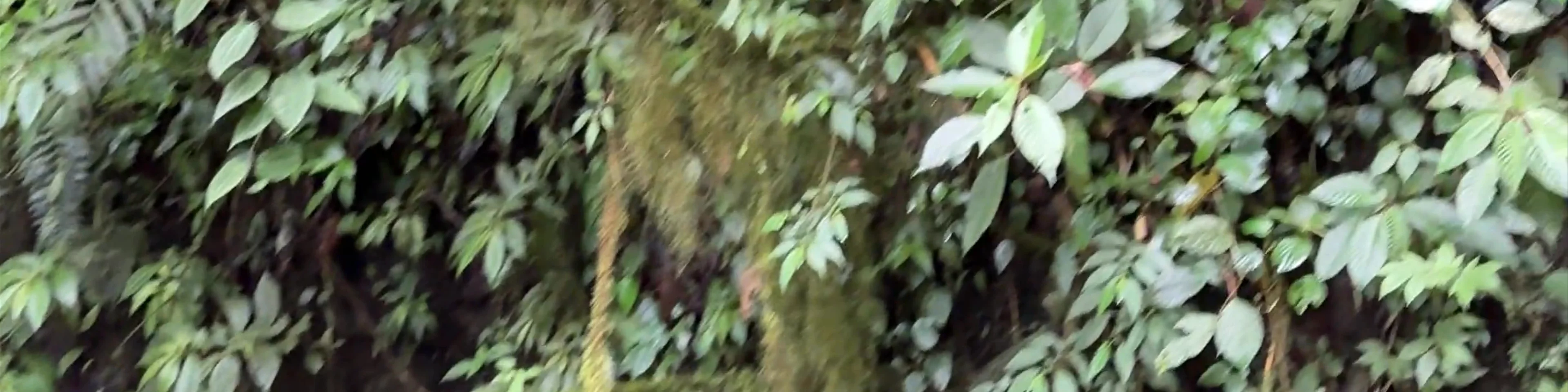Cueva del Esplendor