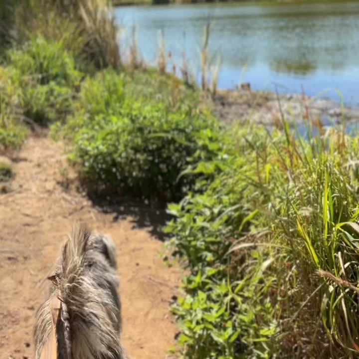 Southwest Nature Preserve - Nice trail for dogs. - Parks Near Me - Arlington, Texas
