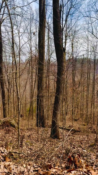 Daniel Boone National Forest - Hiking Near Me - Winchester, Kentucky