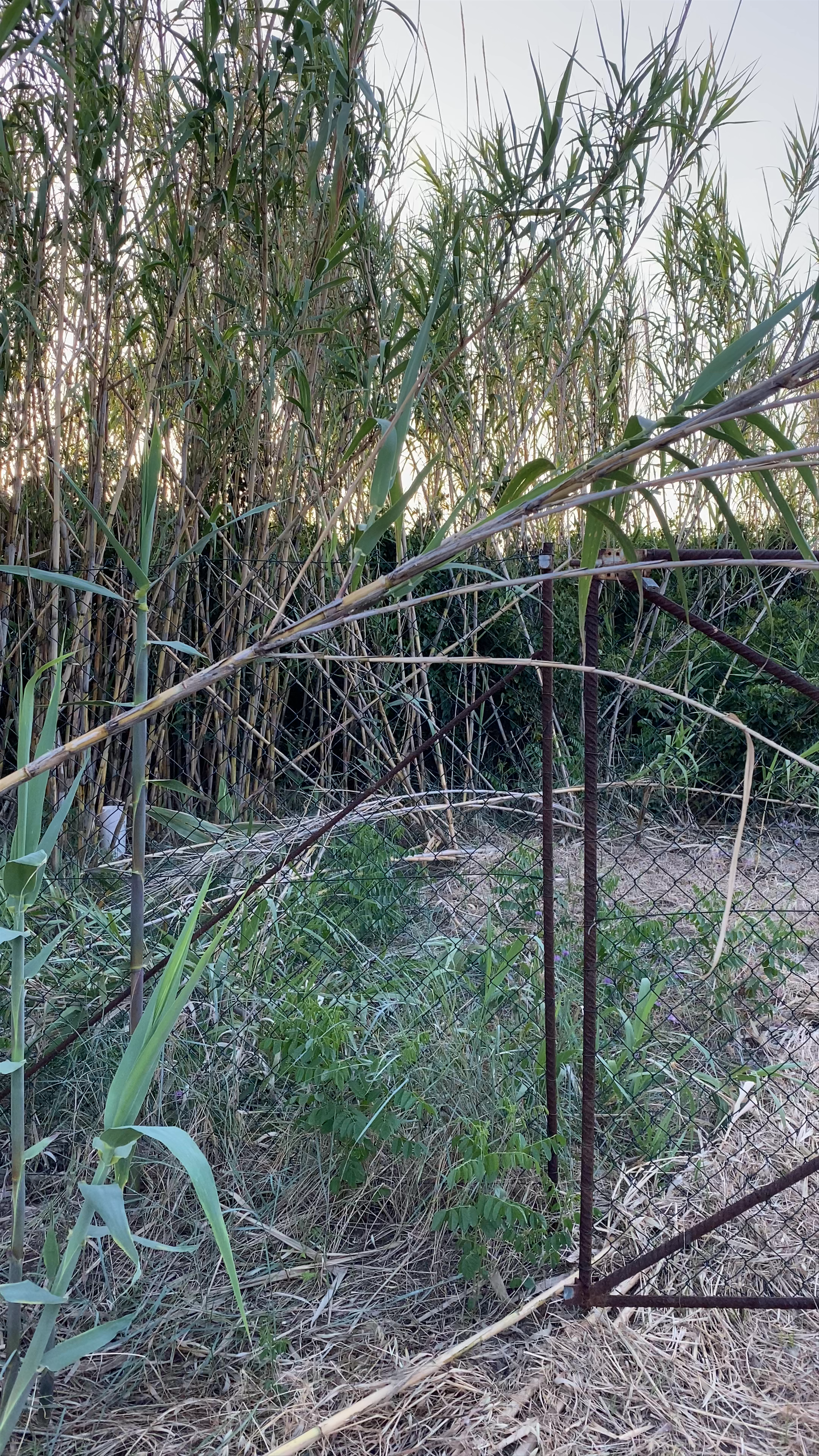 Rustic Pathway Through Verdant Reeds in Piane Vecchie, Sicilia