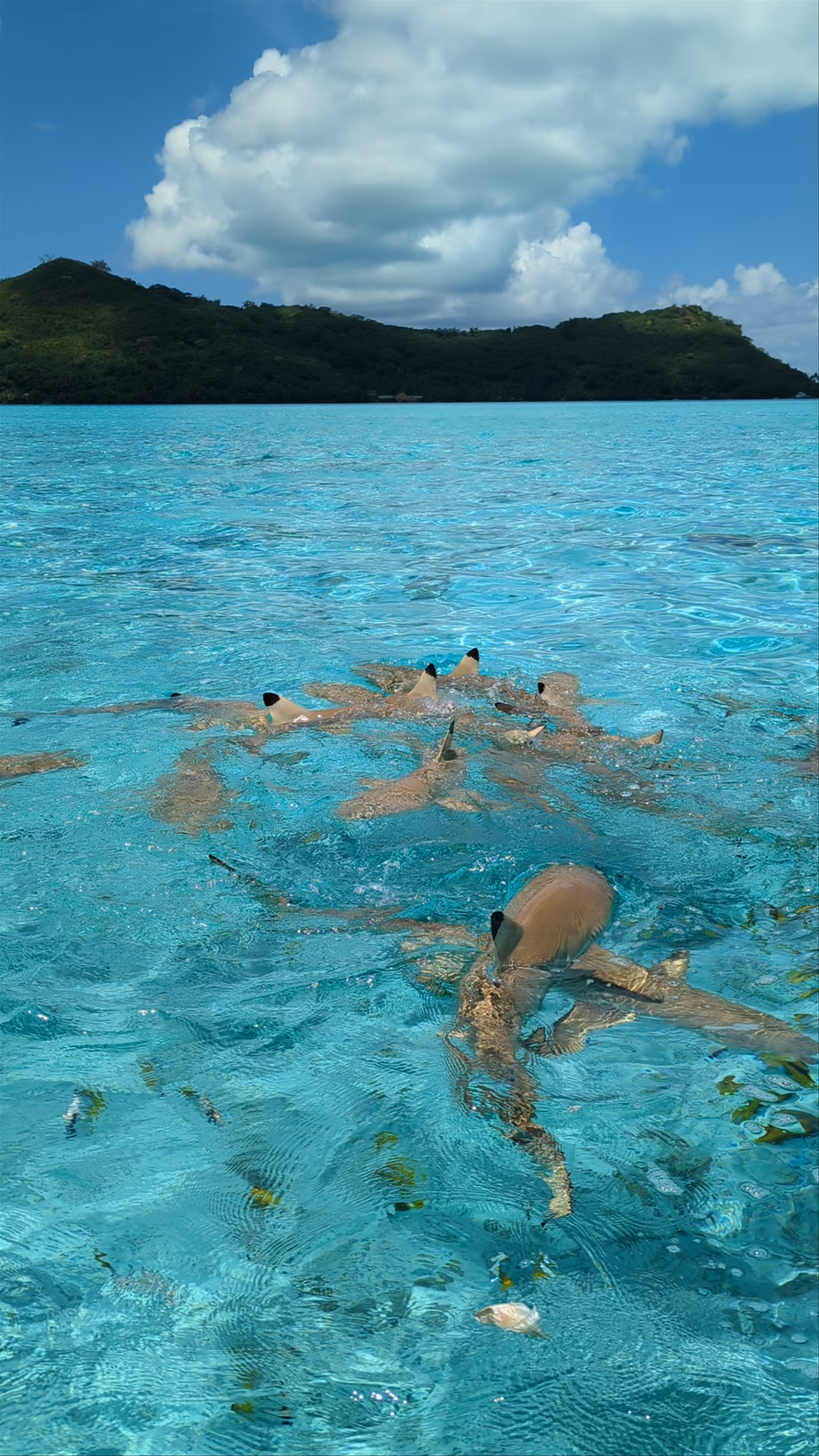 Sting Ray & Black Tip Snorkeling Area