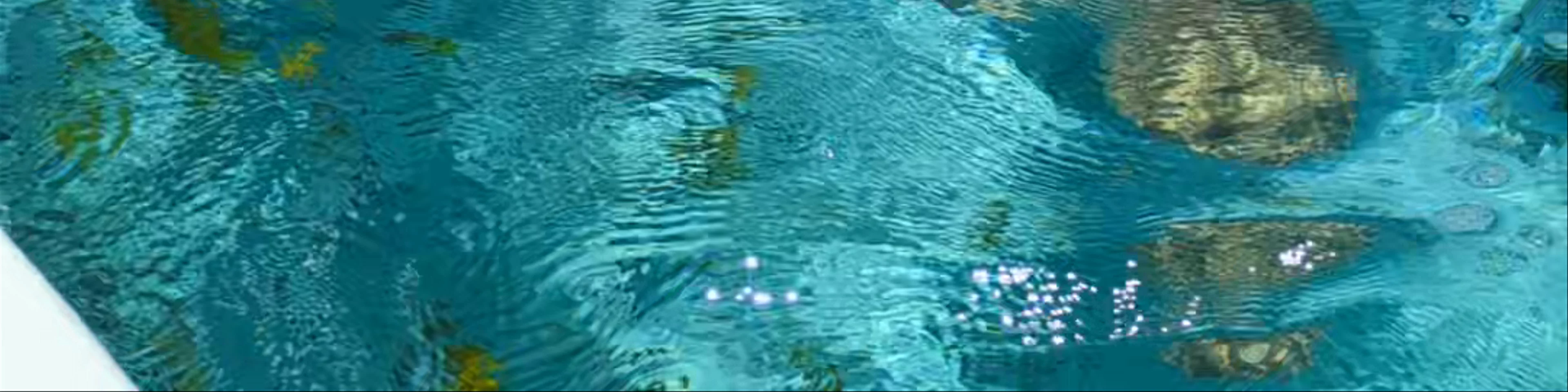 Sting Ray & Black Tip Snorkeling Area