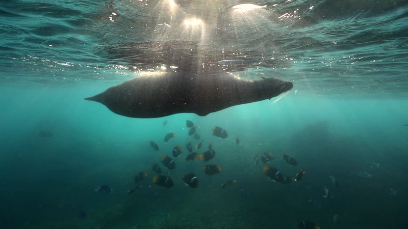 Sea Lion poster