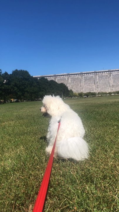 Groomit - Pet Groomers Near Me