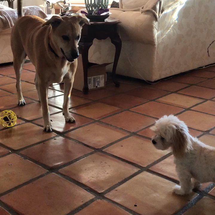 Dances With Dogs - Pet Sitting Near Me