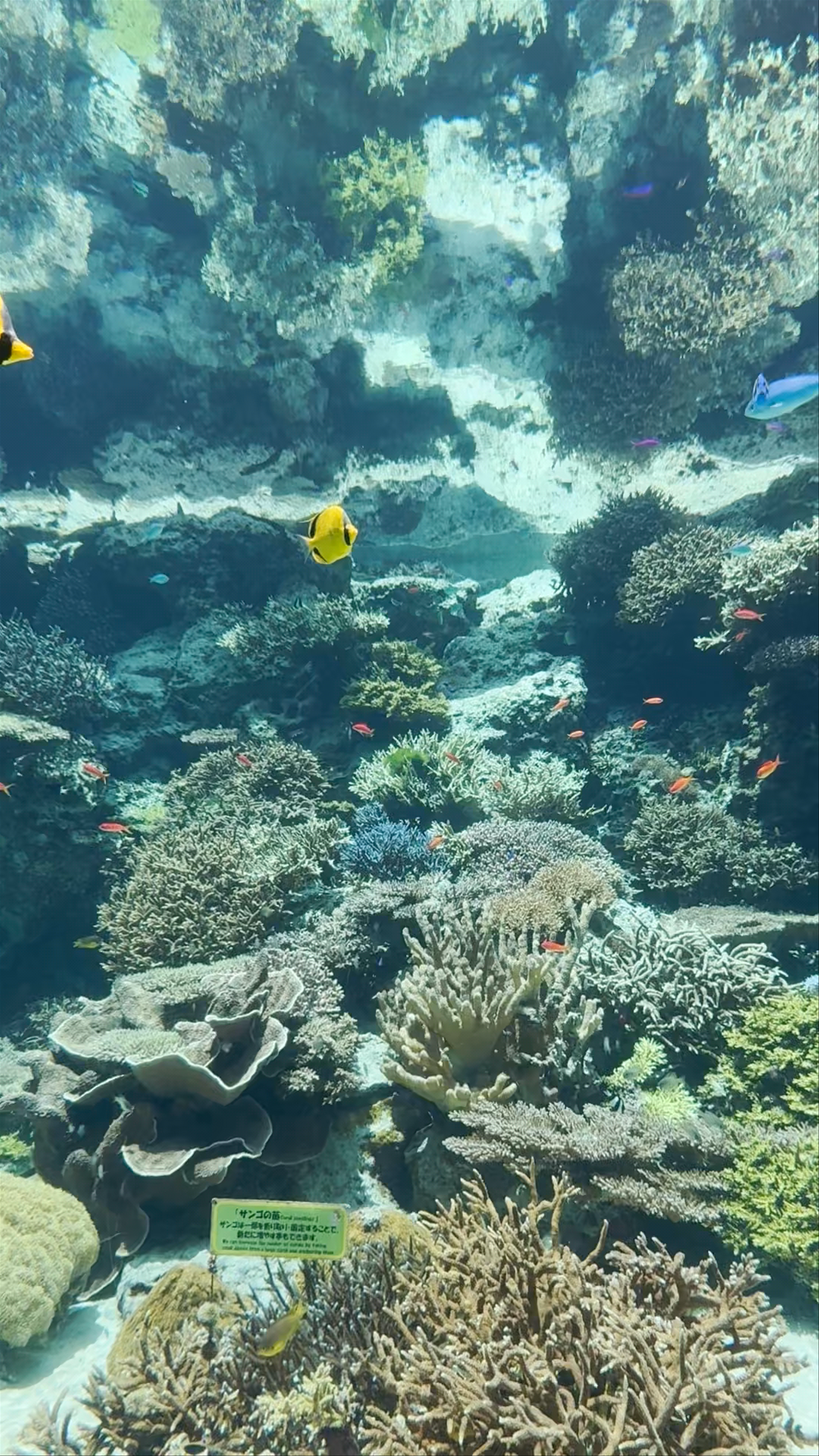 Okinawa Churaumi Aquarium