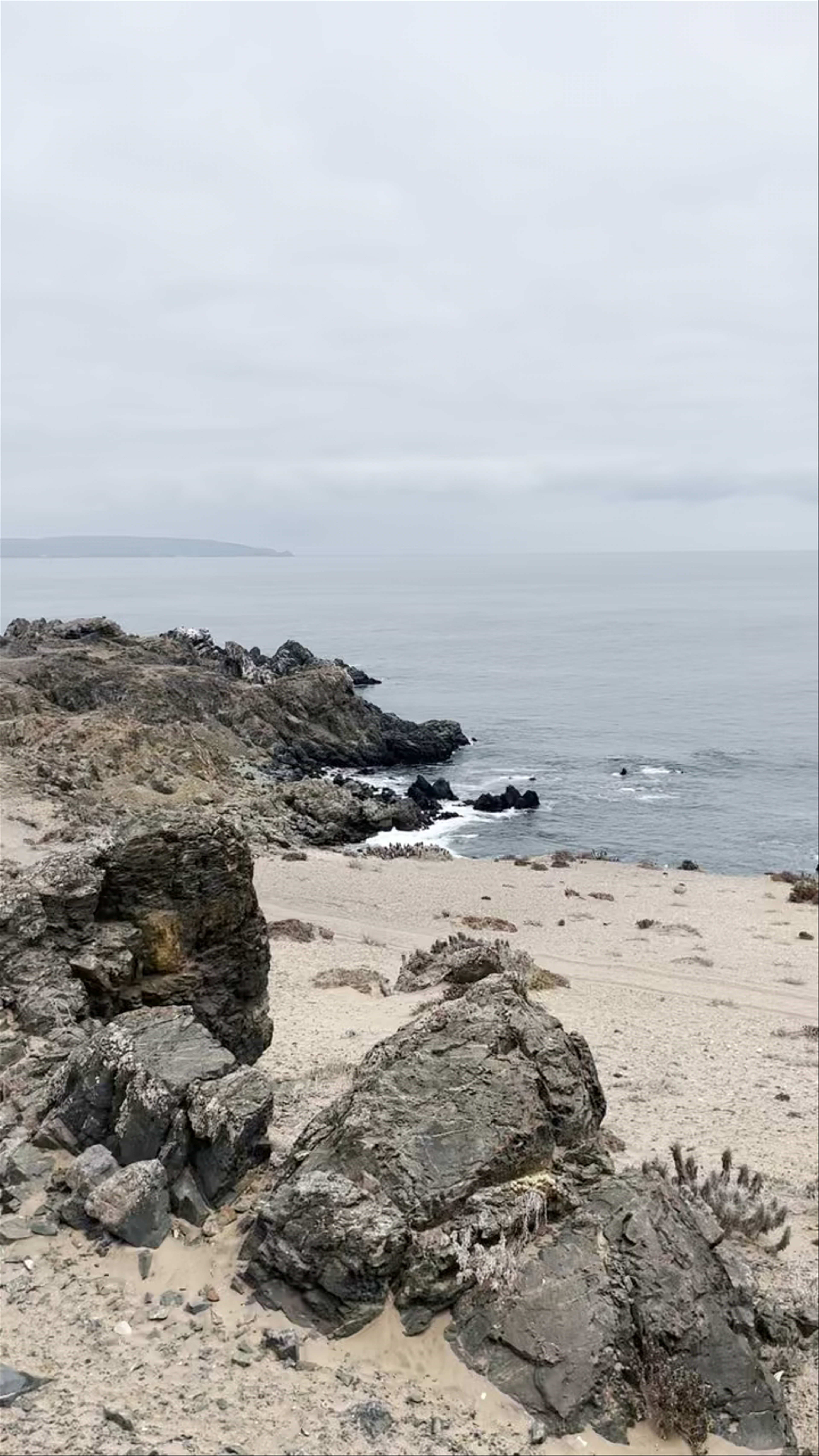 Chañaral de aceituno