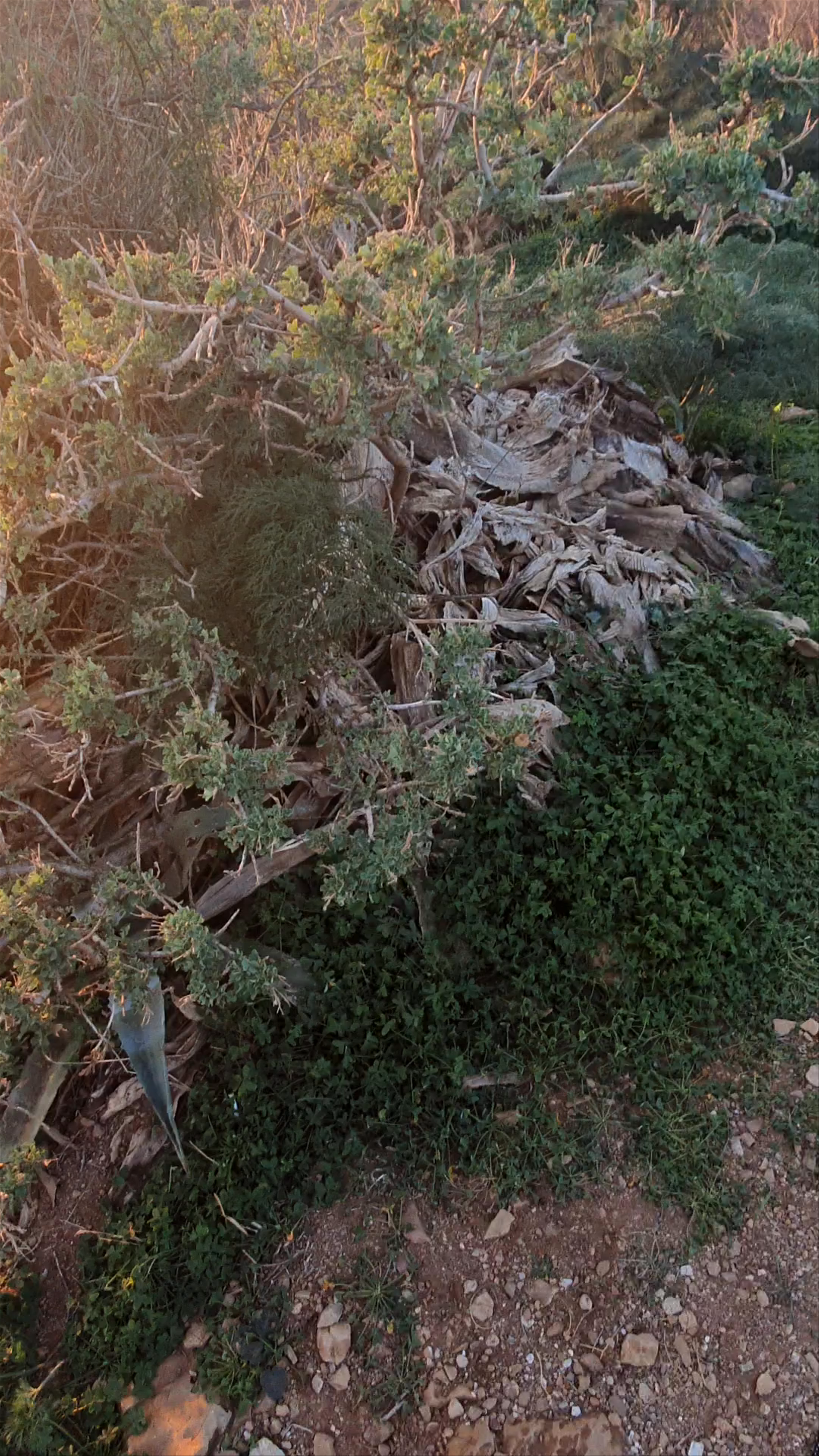 Archaeological Site of Sounion