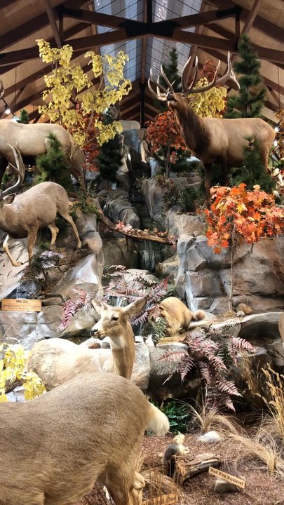 Cabela's - Outdoor Gear Near Me - Lacey, Washington