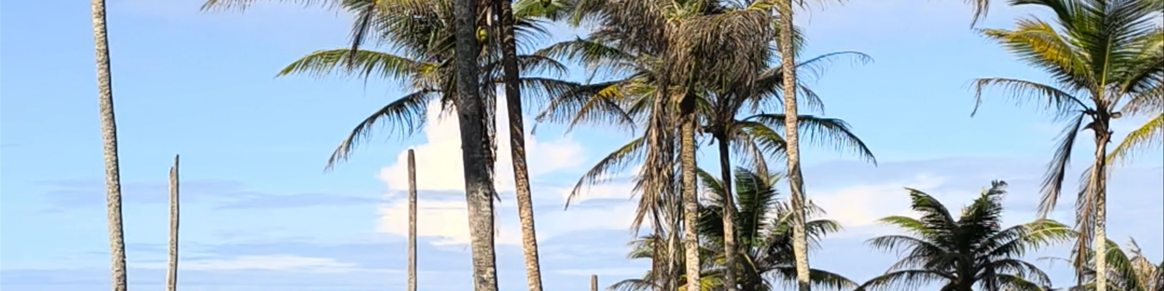 Coconut Tree Hill - Mirissa