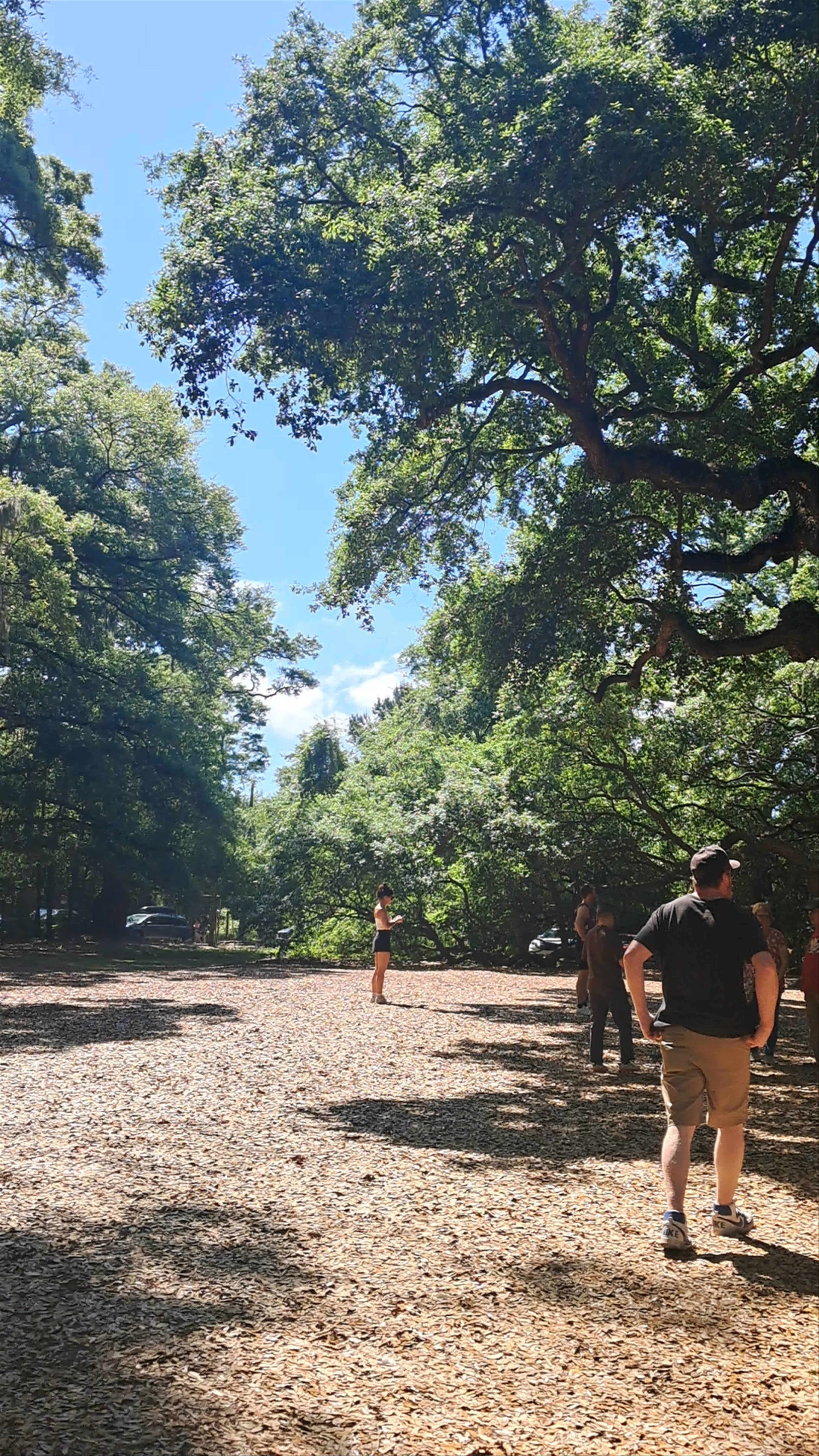 Angel Oak Tree