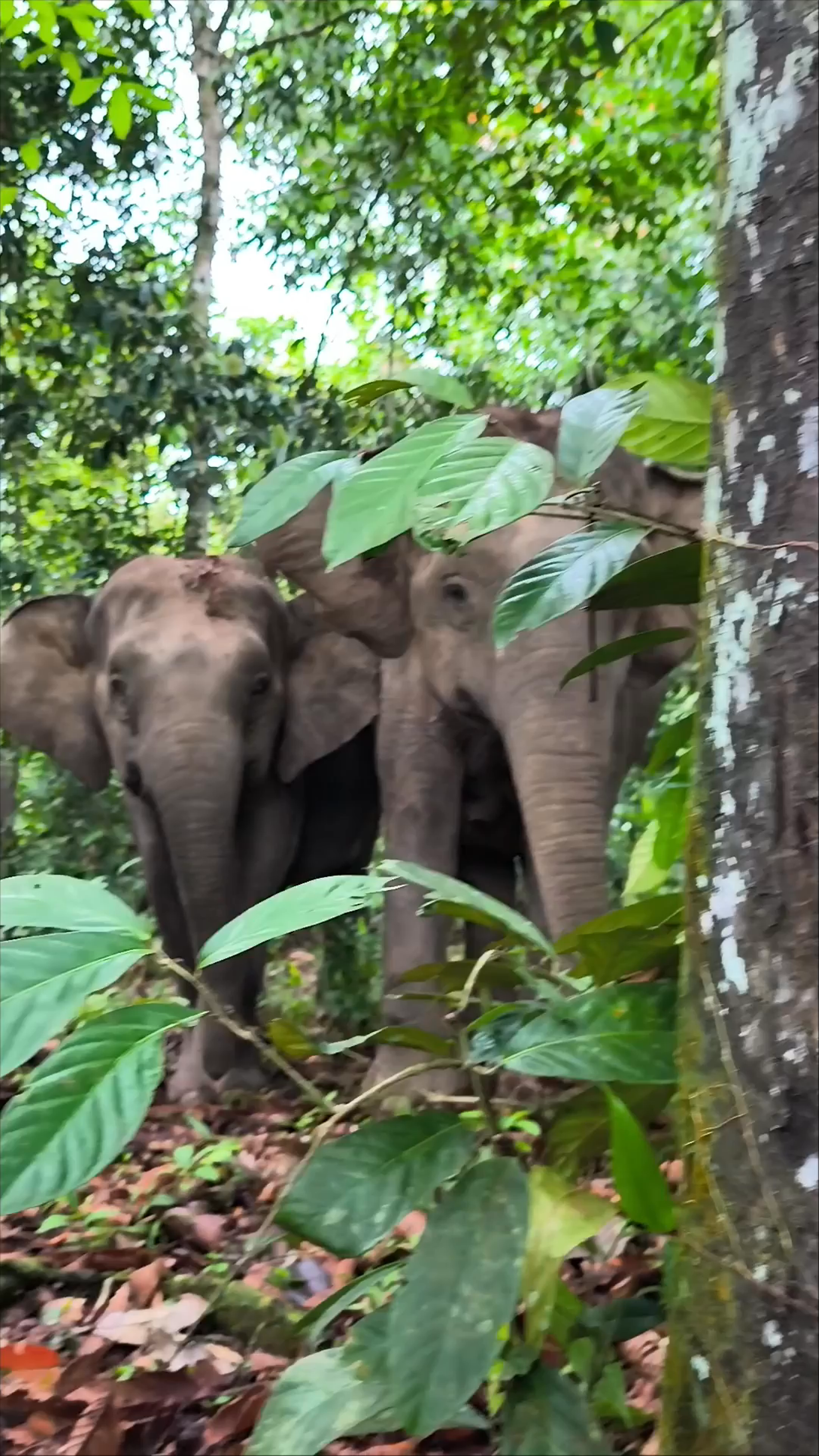 Wild Elephant Encounter at Kinabatangan Wildlife Sanctuary, Sabah