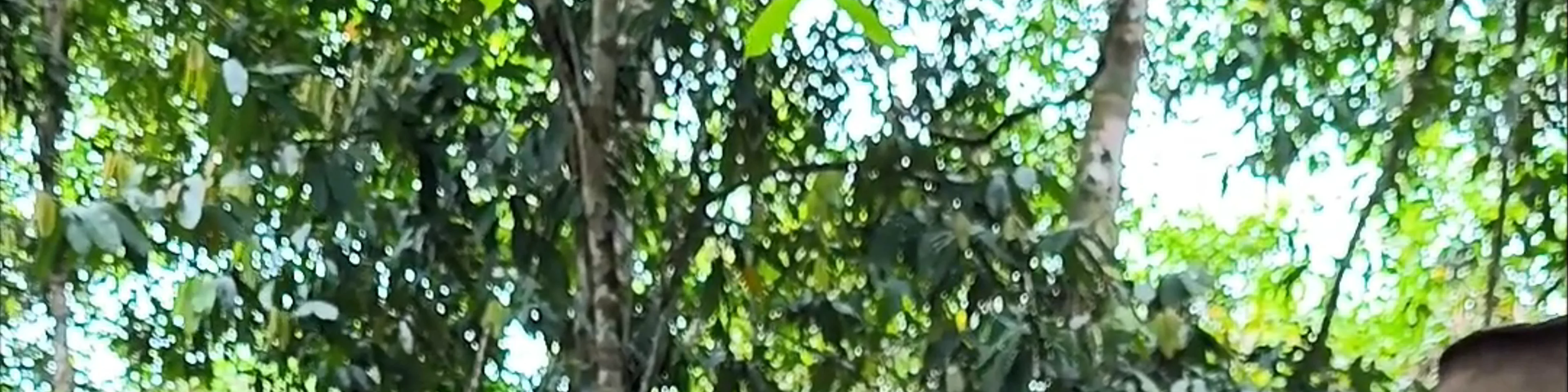 Kinabatangan Wildlife Sanctuary