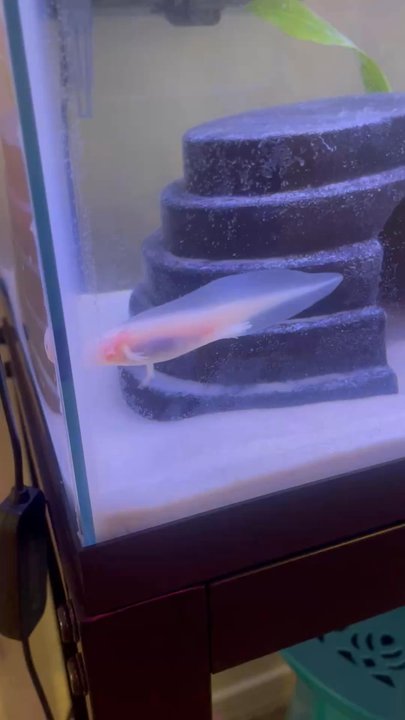 Tropical Treasures - Local Fish Stores Near Me - Phoenix, Arizona