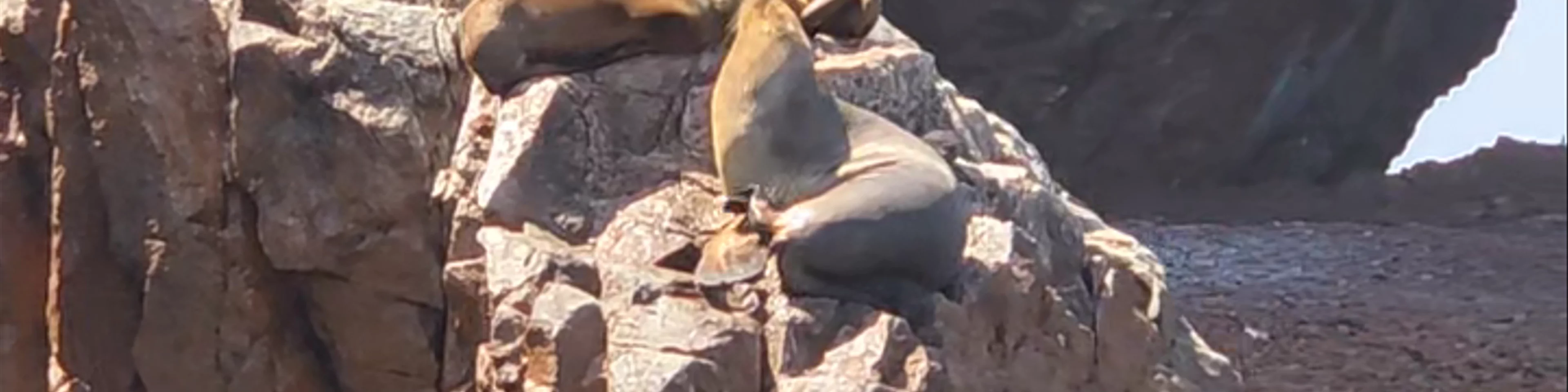 Isla ballestas