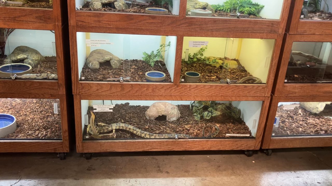 East Bay Vivarium - Here is one of the many snakes trying  desperately to escape his enclosure. So sad! - Reptile Shops Near Me - Berkeley, California