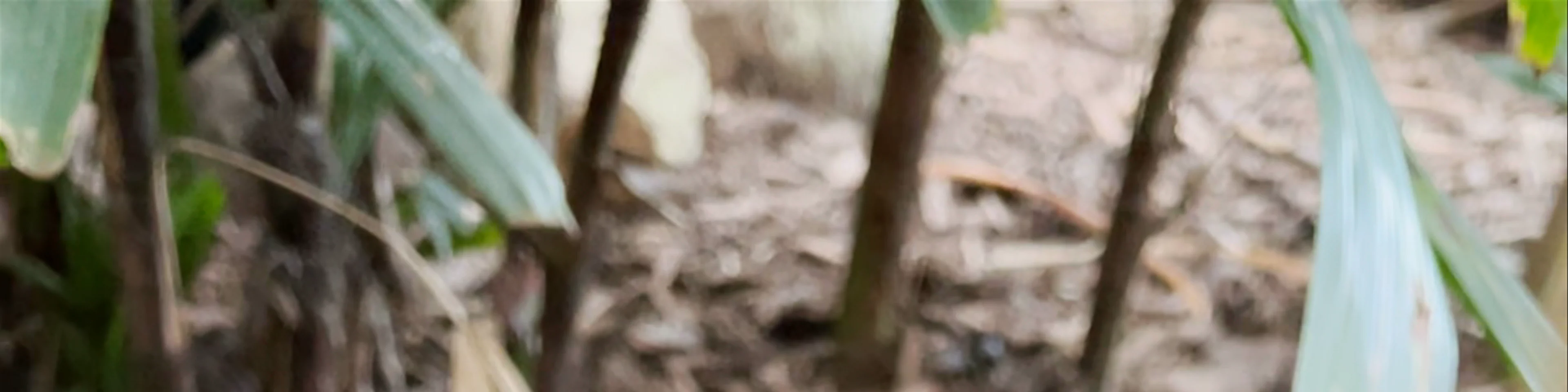 Butterfly House