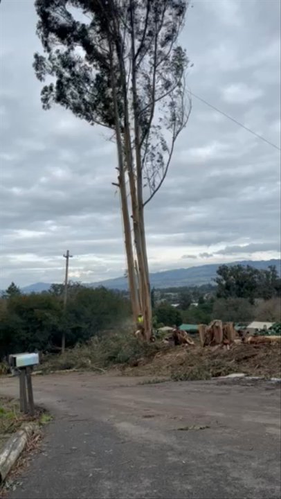 Treels - Tree Services Near Me - Santa Rosa, California