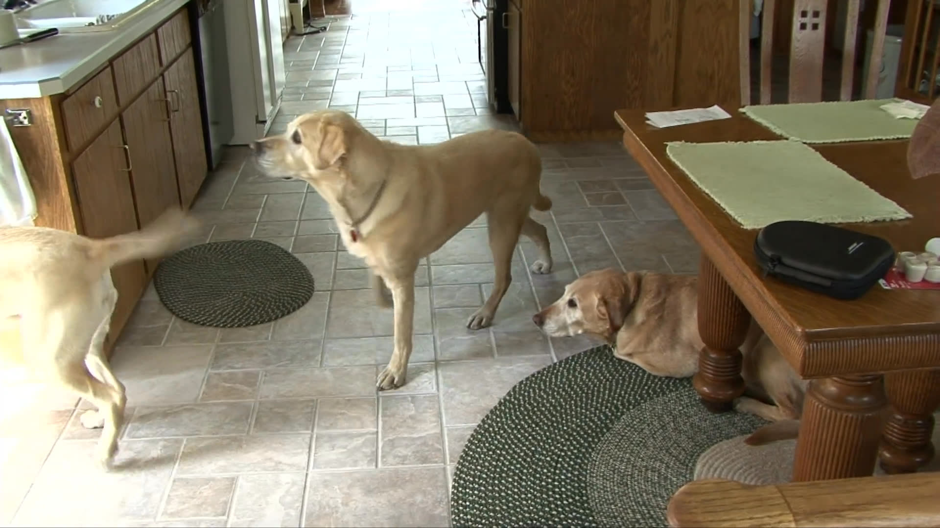 Three Labrador retrievers rest on a kitchen floor before gathering by the door as their owner prepares to take them for a walk.