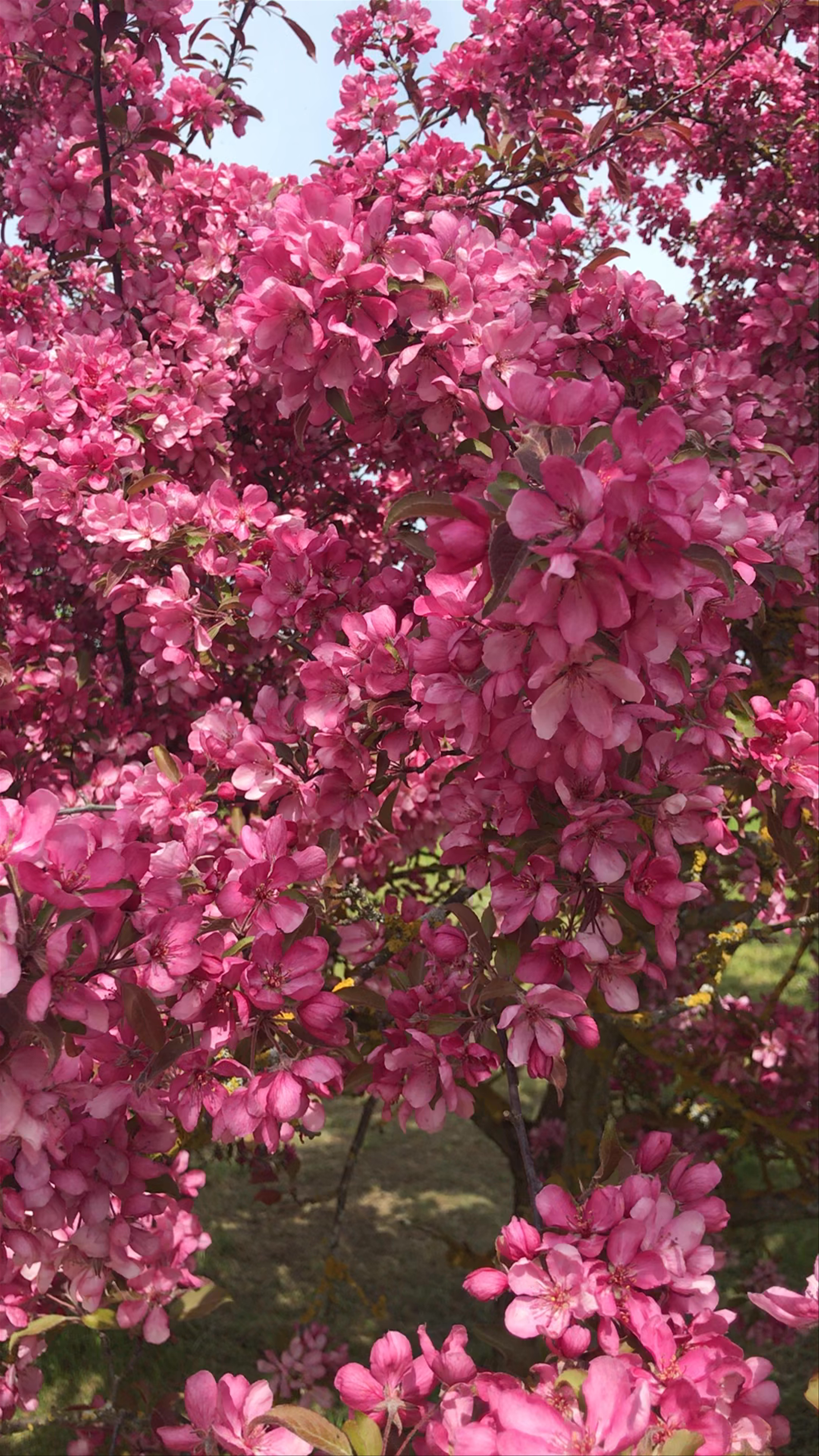 Pētera Upīša Dārzkopības muzejs