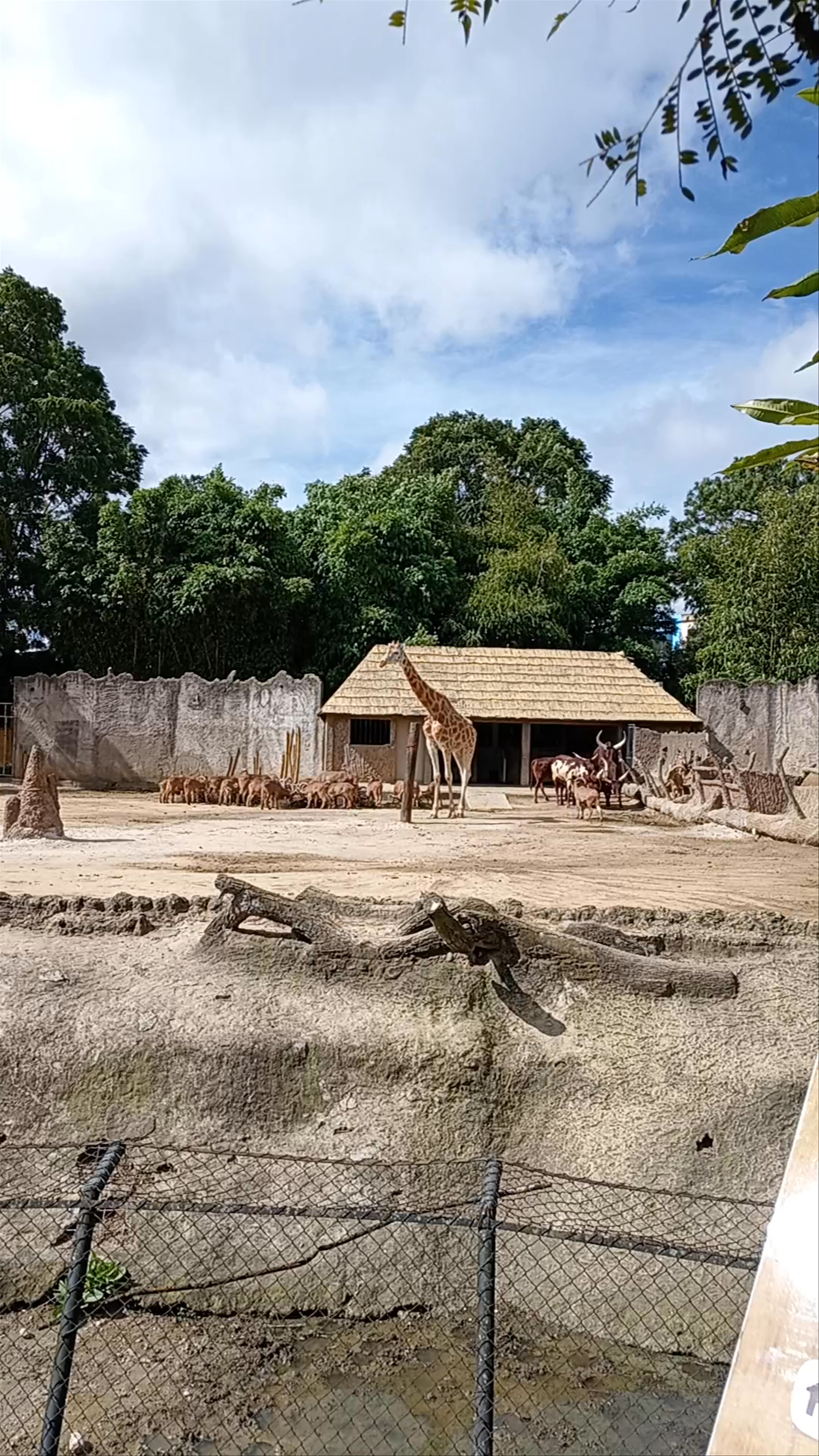 A Serene Visit to Zoológico La Aurora in Guatemala City