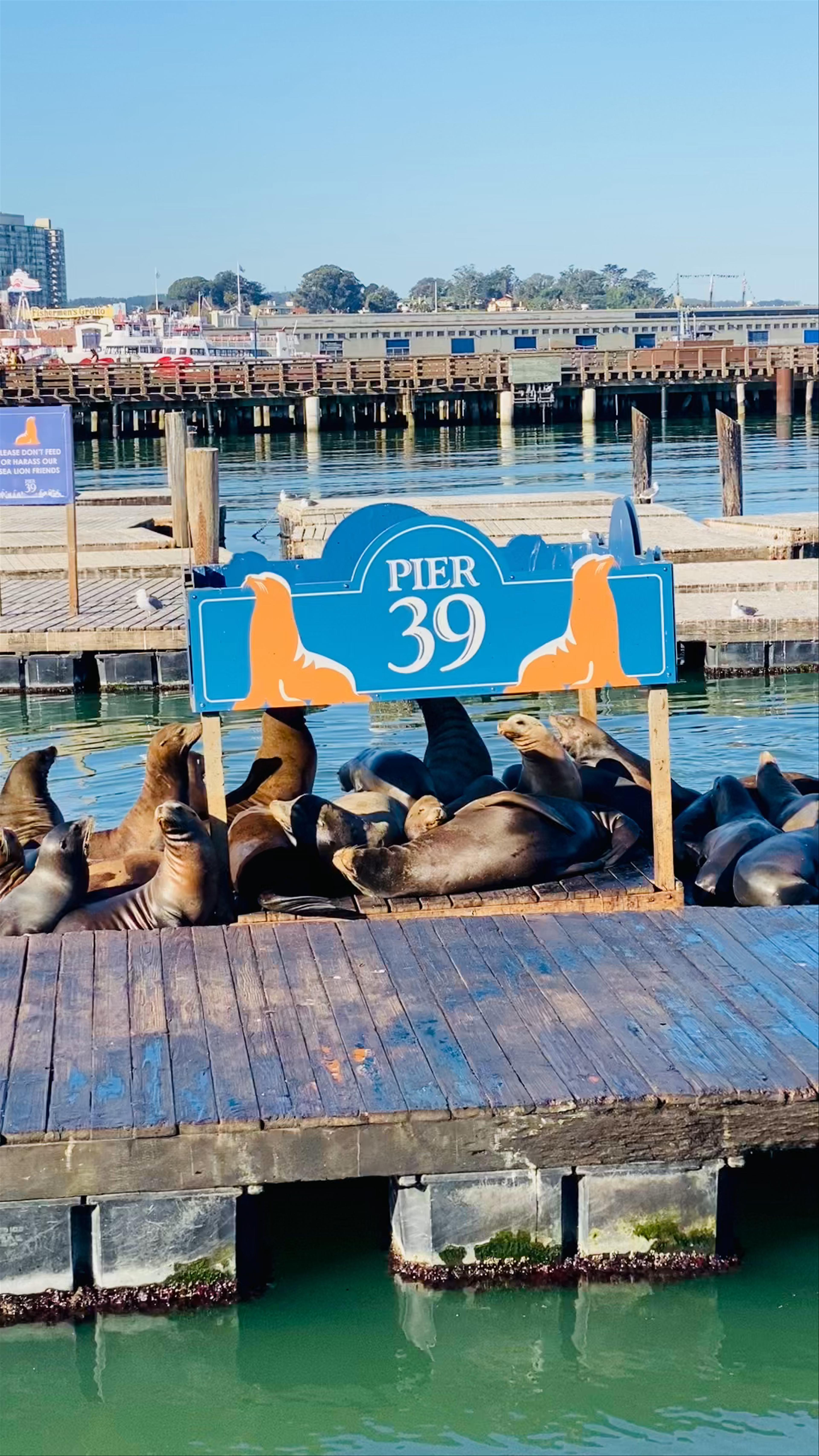 PIER 39