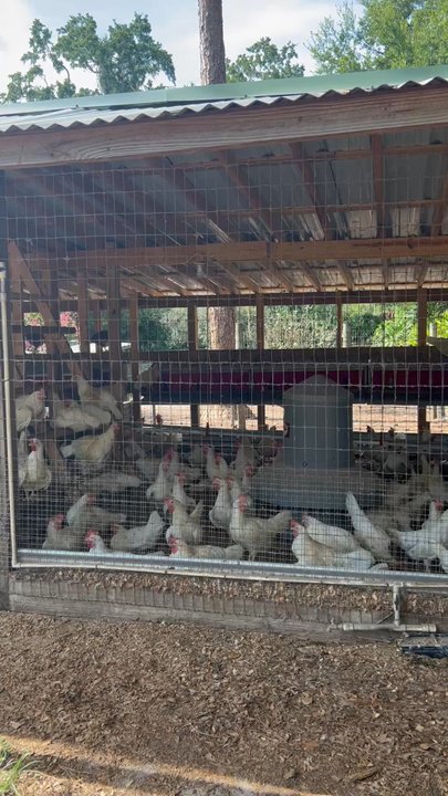 Lake Meadow Naturals - Chickens in da coop - Farmers Market Near Me - Ocoee, Florida