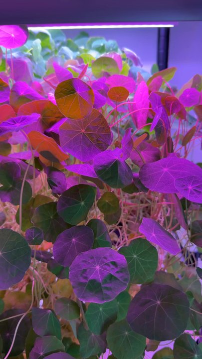 Tampa Bay Sprouting - Historian leaves and flowers are one of my favorite microgreens. The flavor is so complex with a sweet note with spicy undertones. - Specialty Food Near Me - Kenneth City, Florida