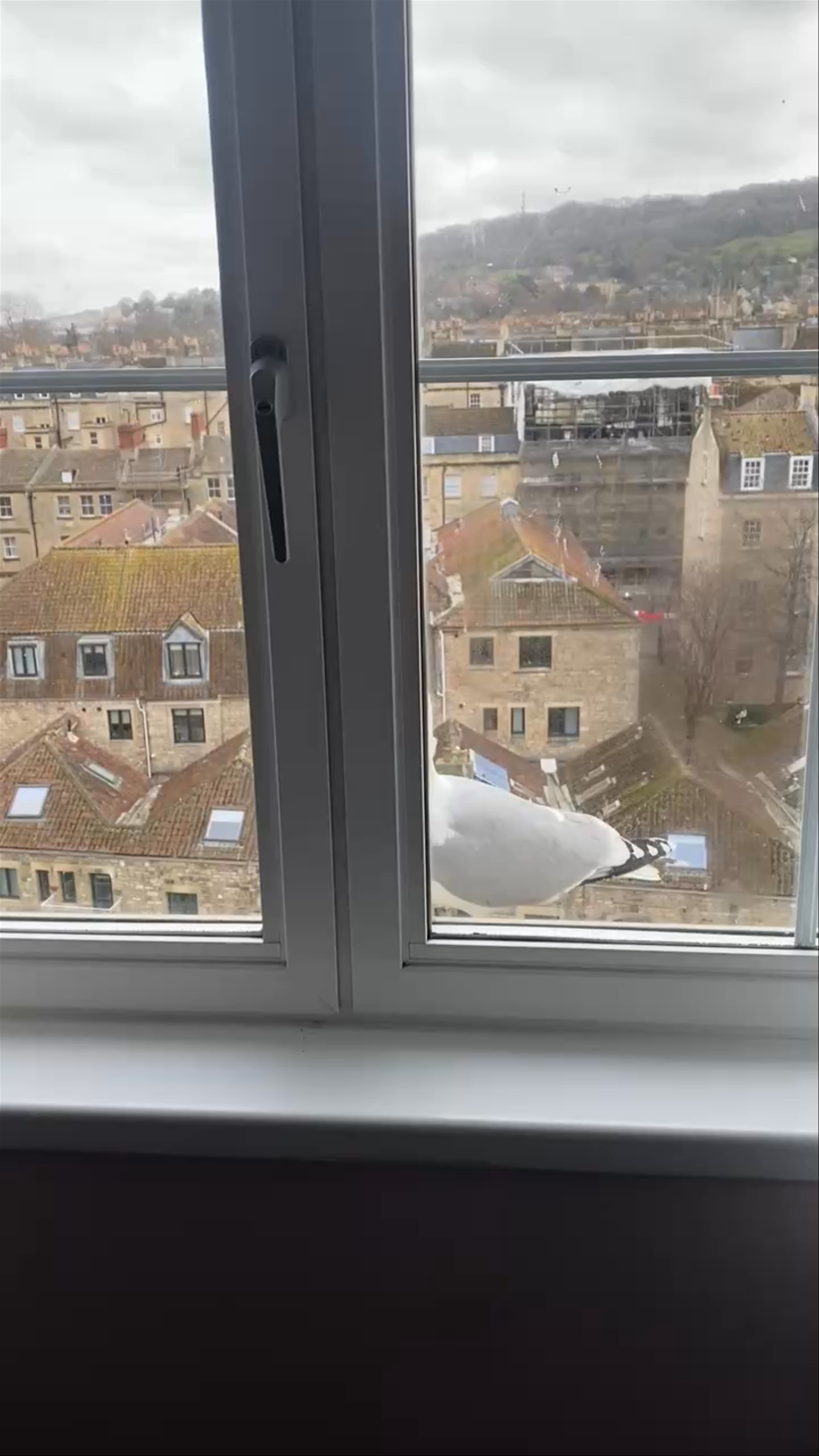 Seagull Visits a Window Overlooking Historic Bath Canal