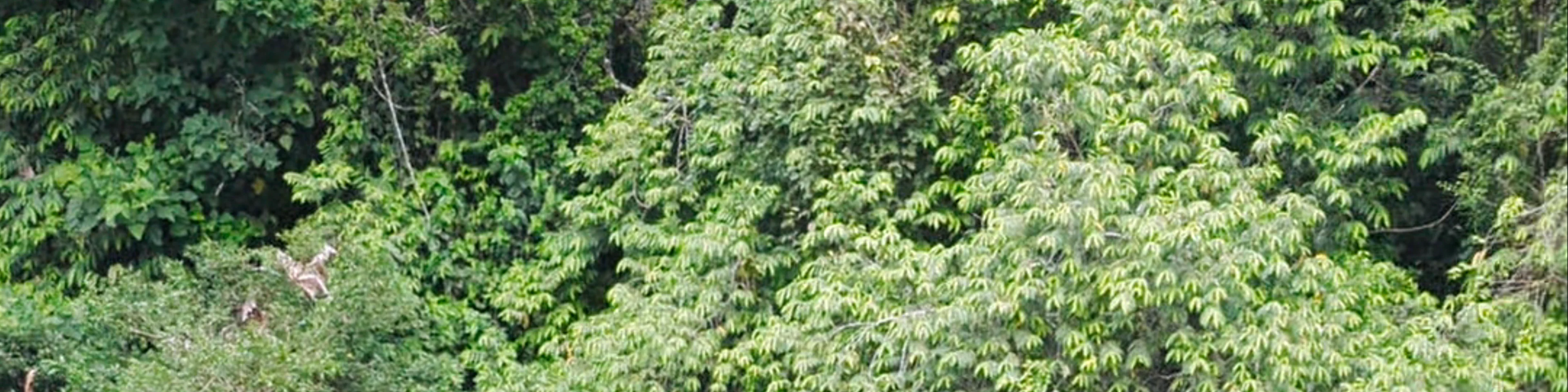 Caiman Lagoon