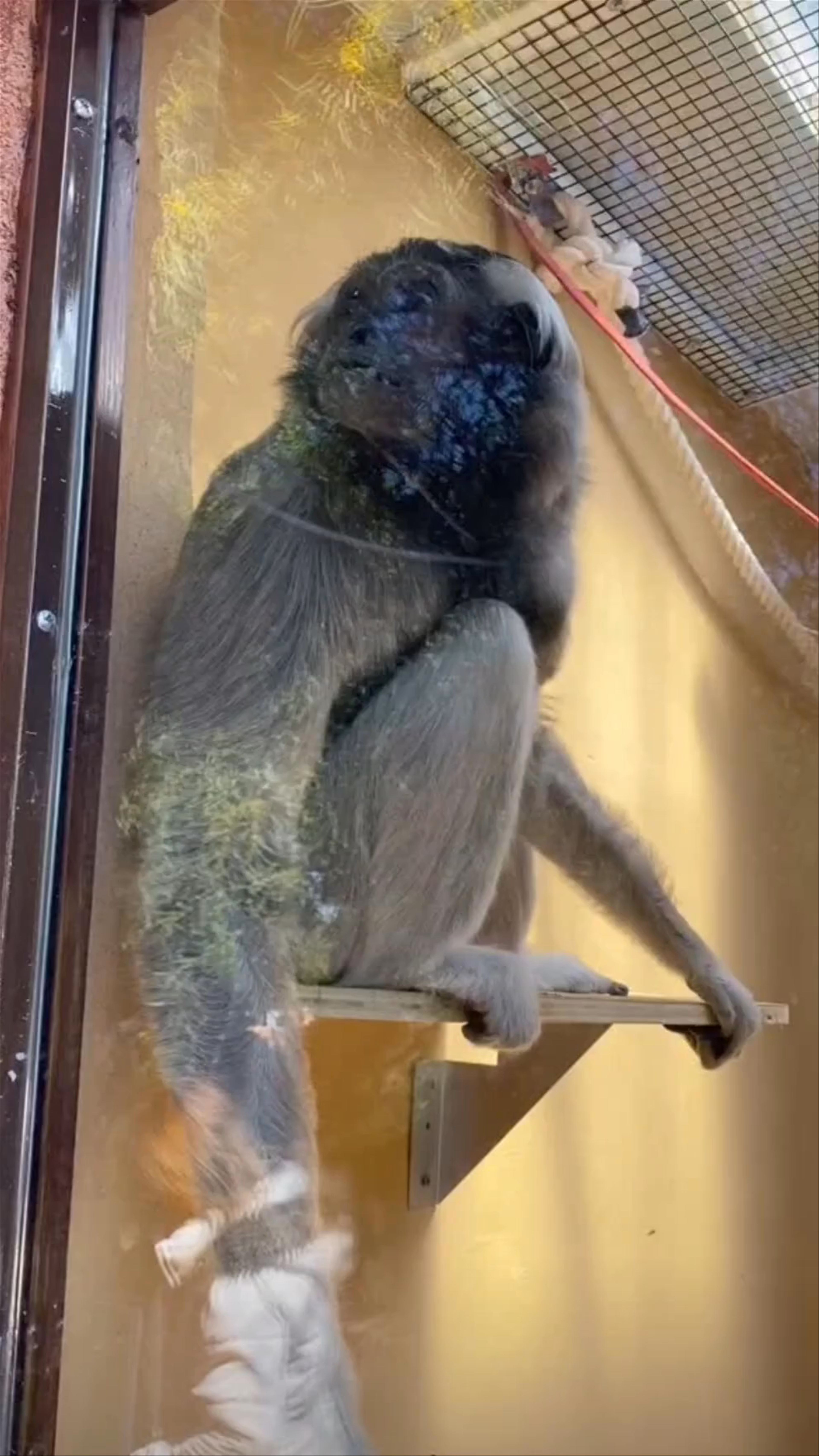 Attica Zoological Park: Up-Close with a Monkey in Athens