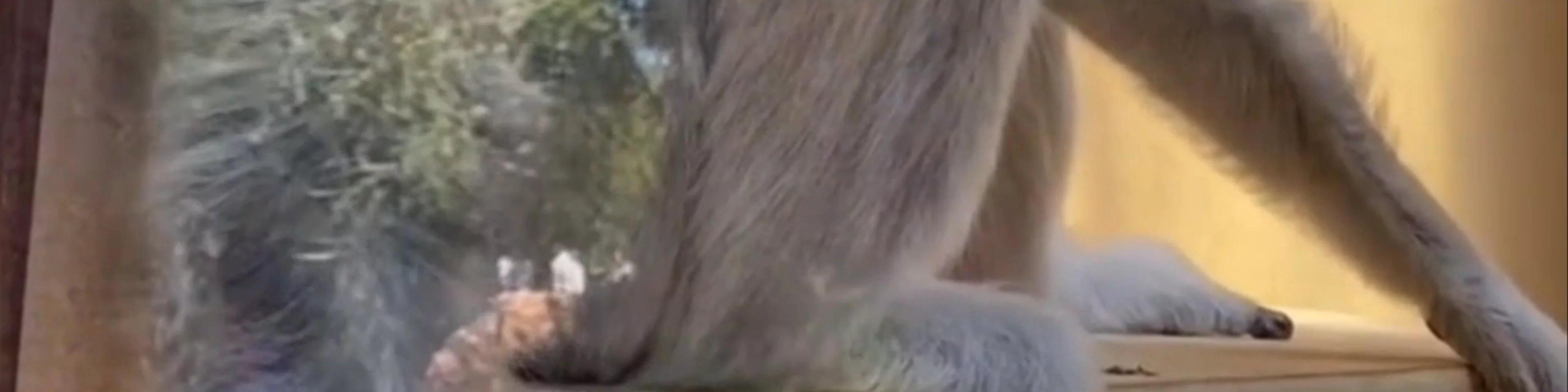 Attica Zoological Park