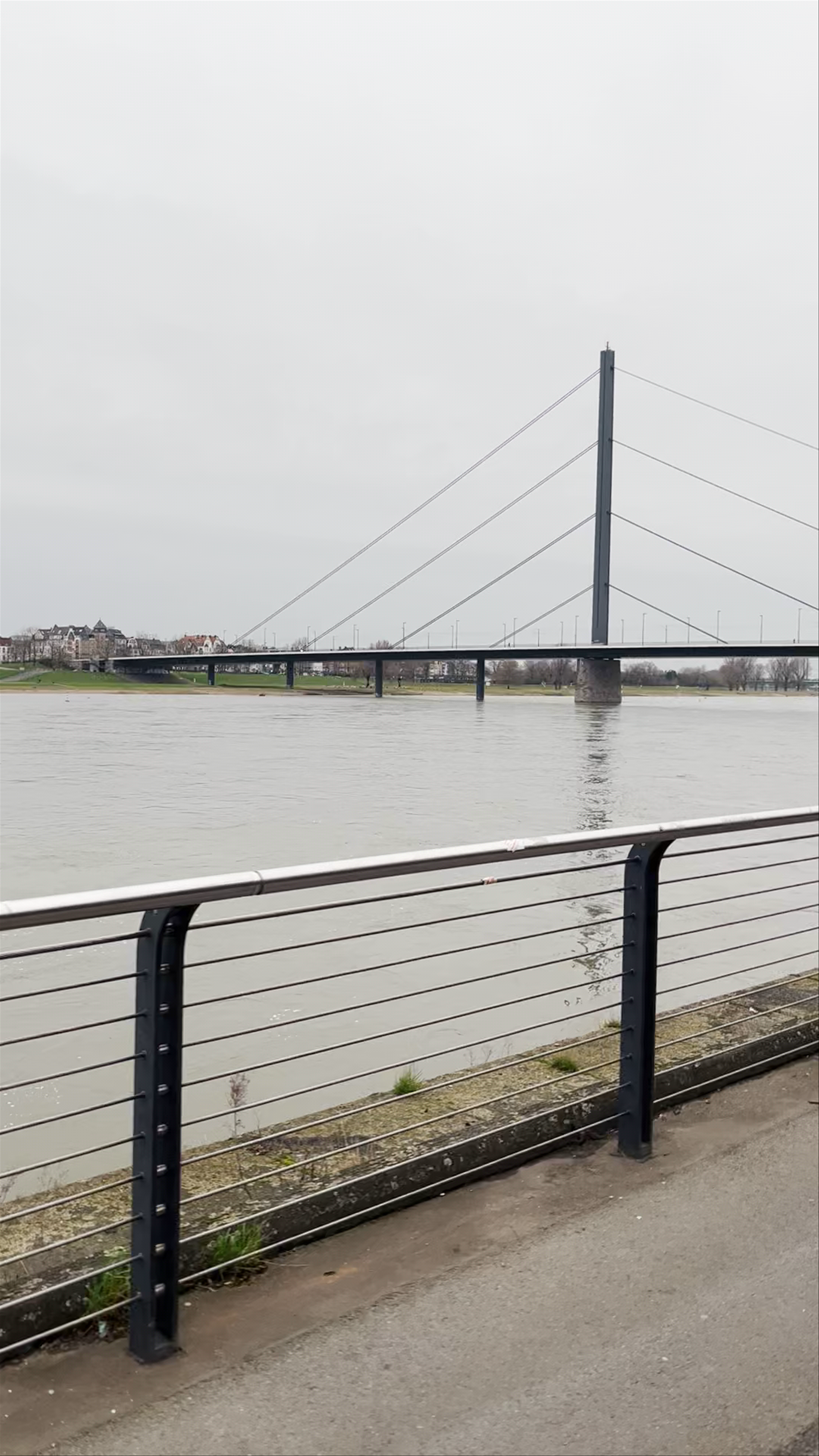 Hundewiese Rheinpark