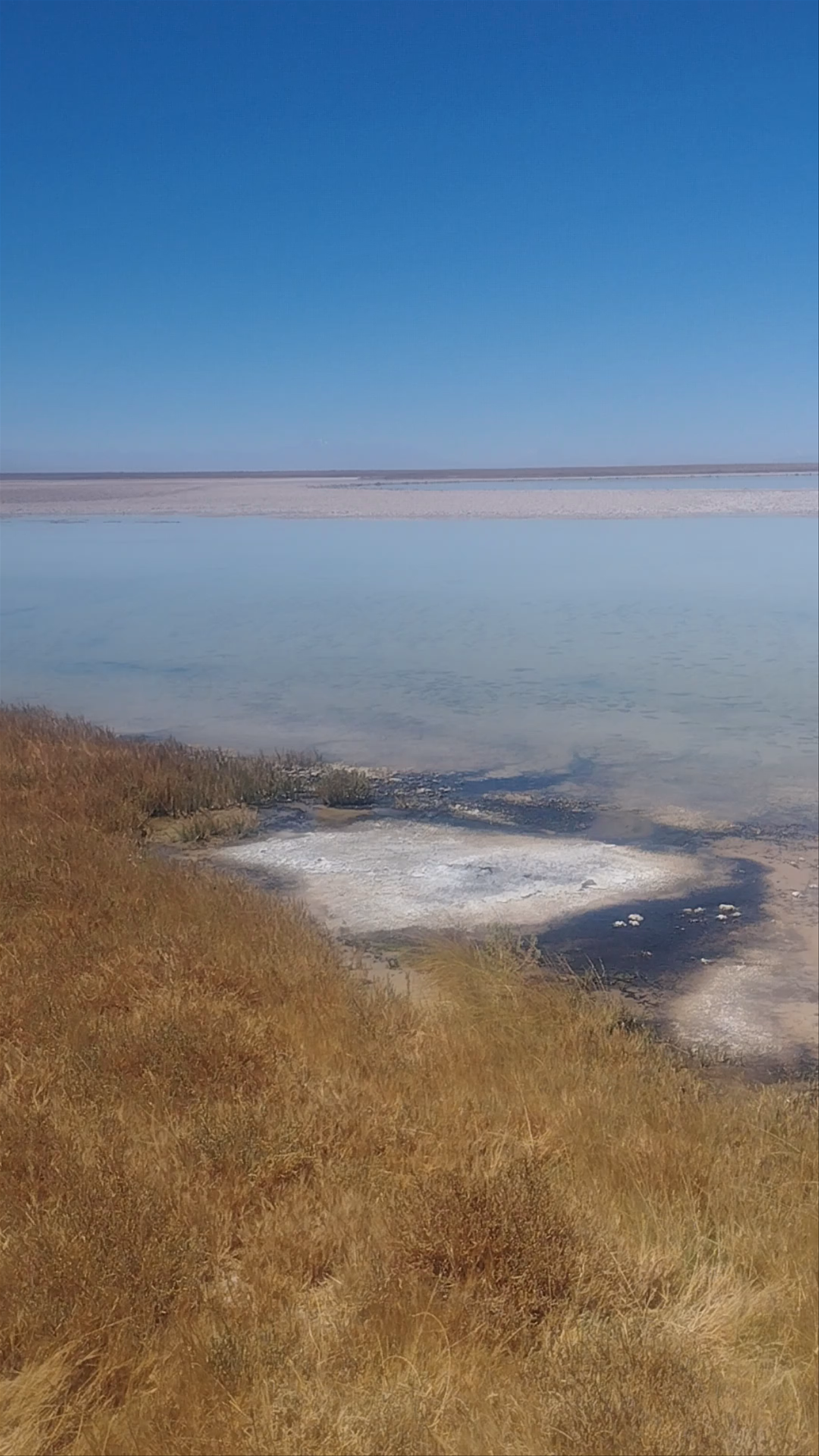 Laguna Cejar: Ethereal Salt Lake Experience in San Pedro de Atacama