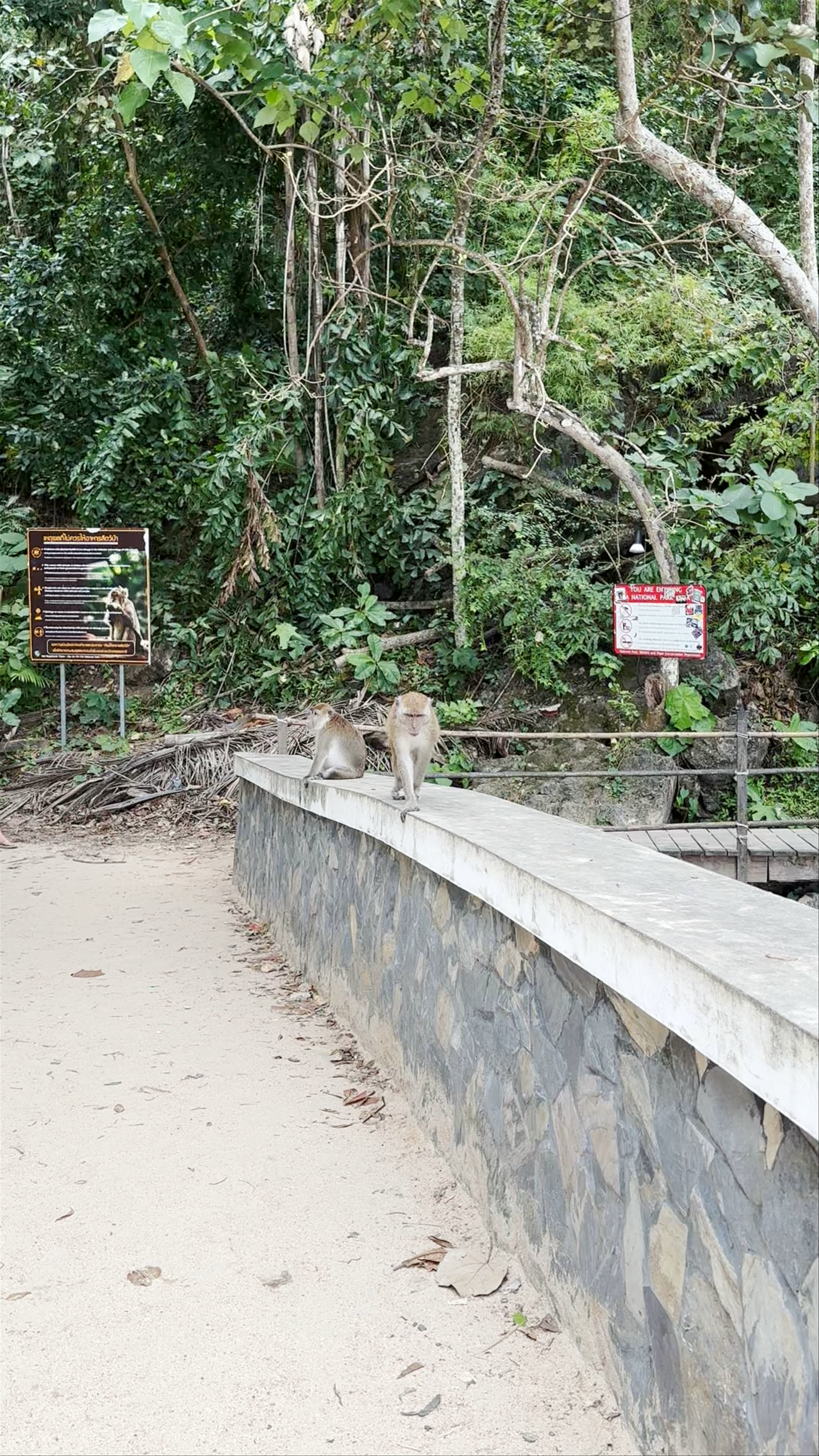 Playful Monkeys at Shrine Ao Nang Beach, Thailand