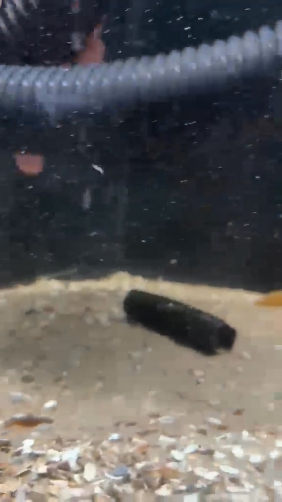 Eel