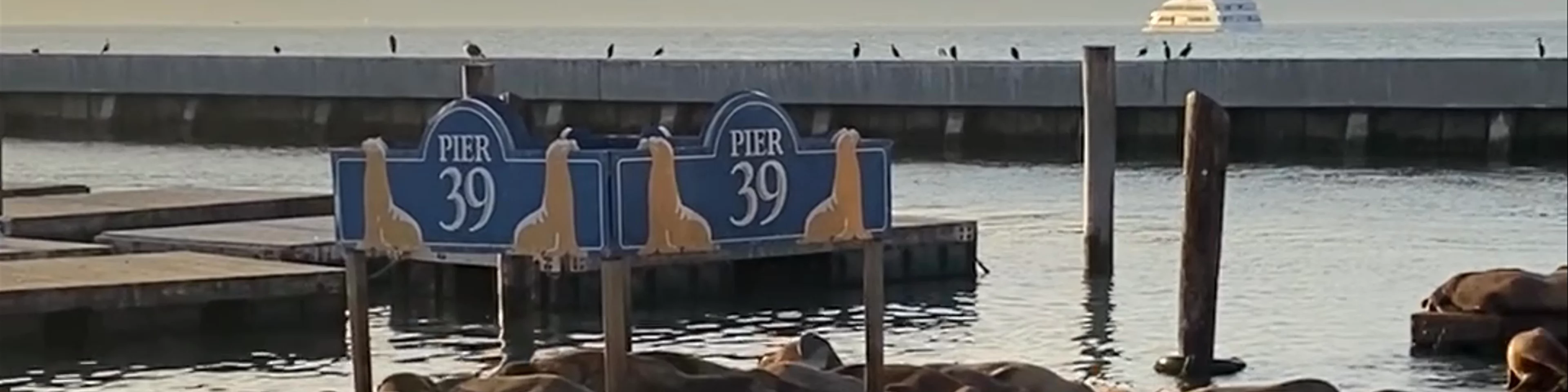 PIER 39