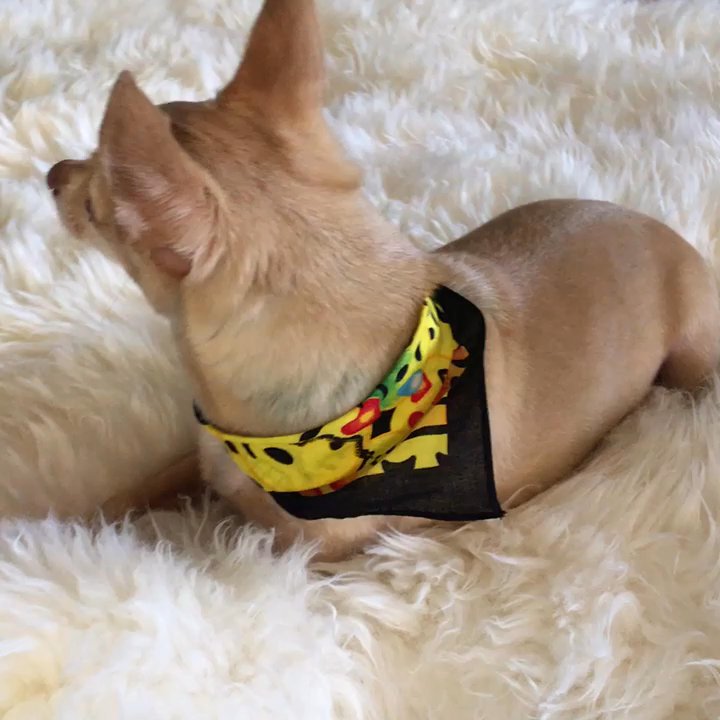 AV Doggie Styles - This is my pet and grandson after his teeth cleaning and bath MJ was happy and I thank you guys for good service. - Pet Groomers Near Me - Palmdale, California
