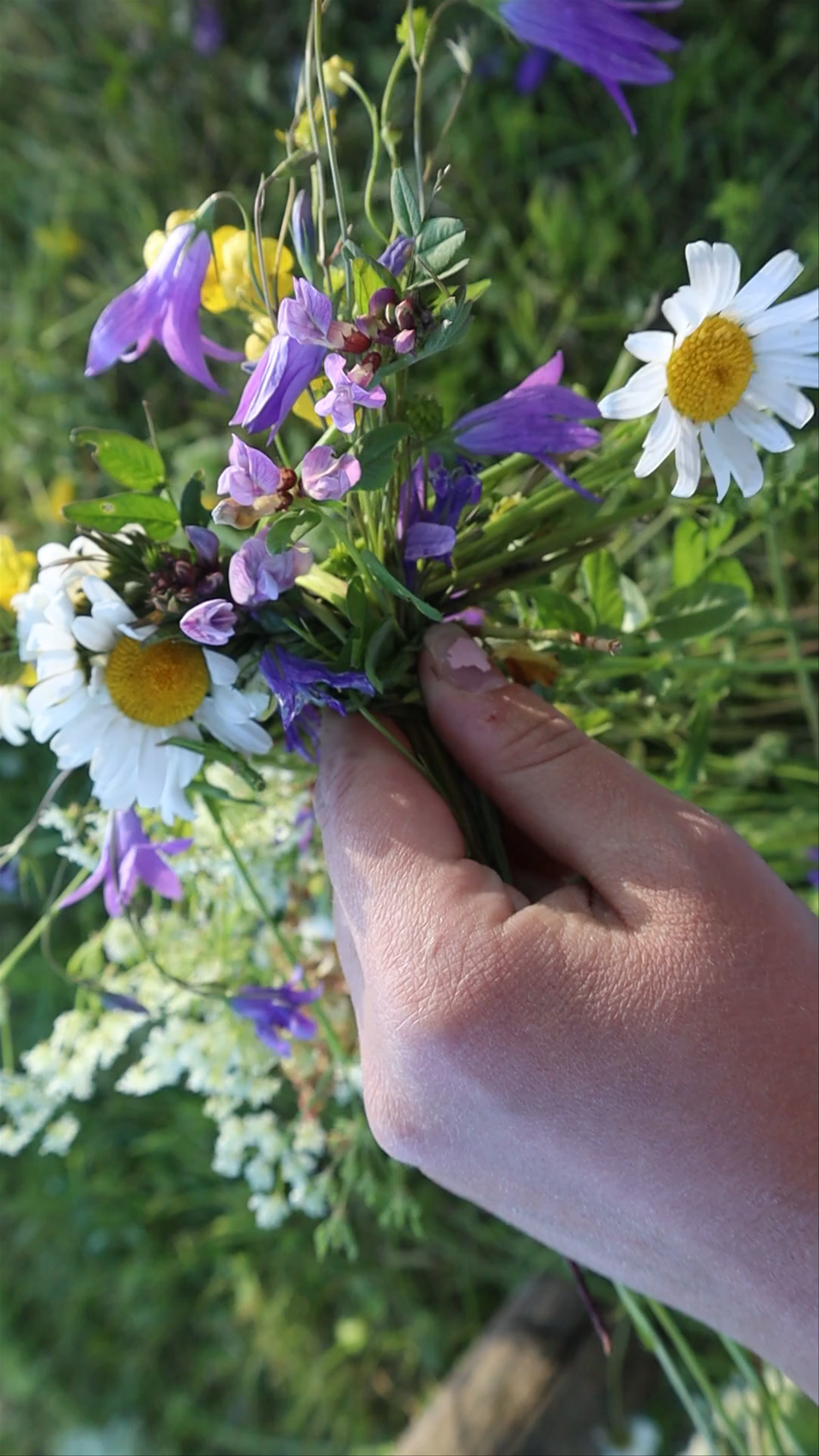 Cirulisi Nature Trails Wildflower Bouquet Handpicking in Cēsis, Latvia