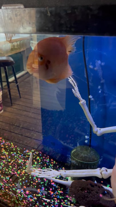 Ocean Aquarium - The most personal fishes you'll ever see, these little guys were trying to sell me sushi. Lol - Aquarium Services Near Me - Egg Harbor Township, New Jersey