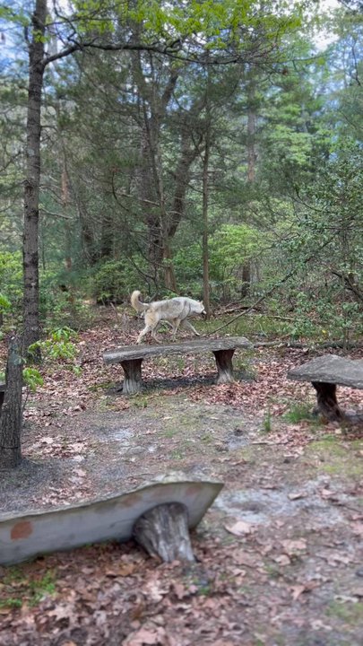 Howling Woods Farm - Animal Shelters Near Me - Jackson, New Jersey
