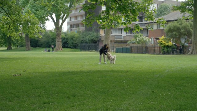 A dog runs to his owner in the park